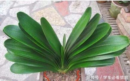 “1种常见的小东西”砸一砸,养君子兰,花苞呼呼冒,花大色艳!