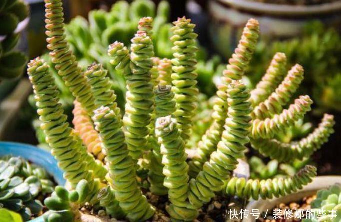 养花就养4种花,家里养一盆,财源广进,好运滚滚来!