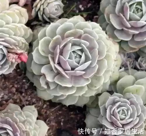 3种多肉,遇水易疯长,个头比脸大,盆都装不下!