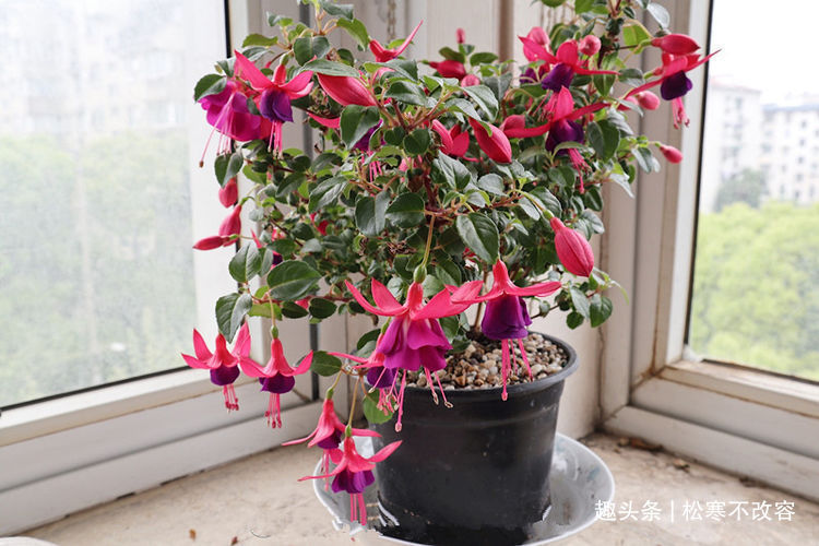 彩虹花|几种花旺宅、招财好兆头,寓意好又好养,谁养谁喜欢