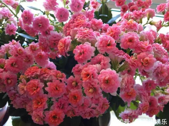 百菌清|养长寿花，遇到2种枝条“不能留”，要不全军覆弄、不开花