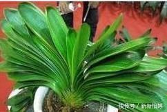 君子兰养半年没变化,爷爷只用一勺“它”,像打了鸡血般开花爆盆