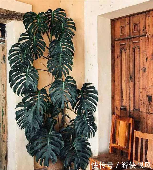 8种“招财树”,养在客厅里,高大笔挺,威武又气派,招财又旺宅