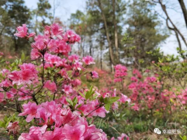 宛如仙境！肥东百万株映山红进入盛花期！不要错过~