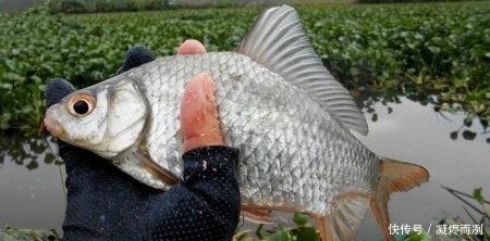 冬季用红虫饵钓鱼有奇效,如何调配你知道?一起来了解下