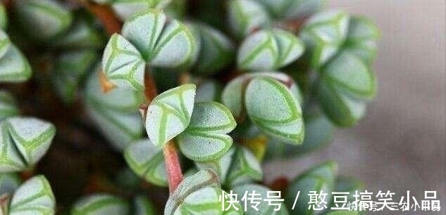 5种适合冬天室内养殖的花, 非常漂亮, 注意养花更加旺盛