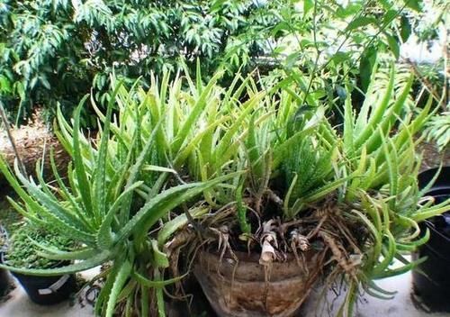 根茎|芦荟喜光畏寒怕涝,如何盆栽成老桩?养护专家告诉你