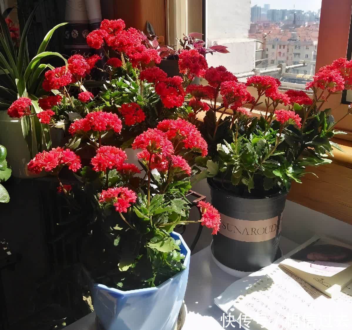 长寿花进入了盛花期,做好这2点,见花不见叶,花量更大