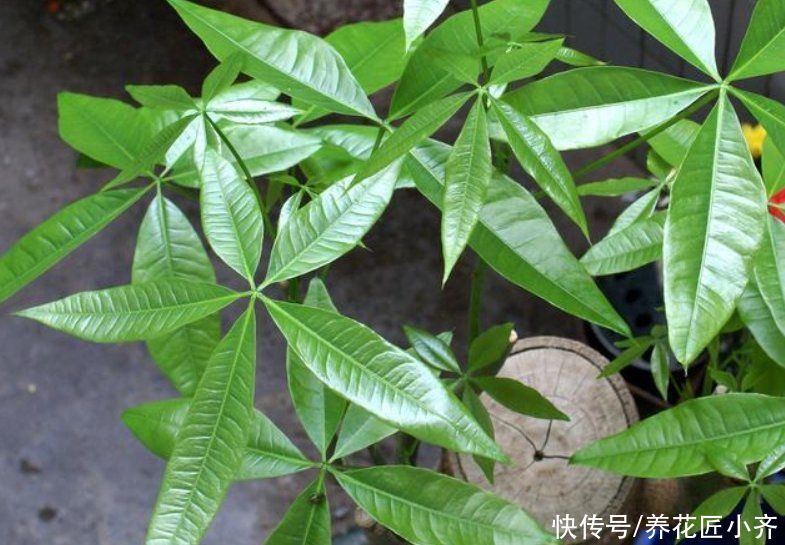 养死发财树的“5个原因”，多数人都是最后一个没做好，要避开