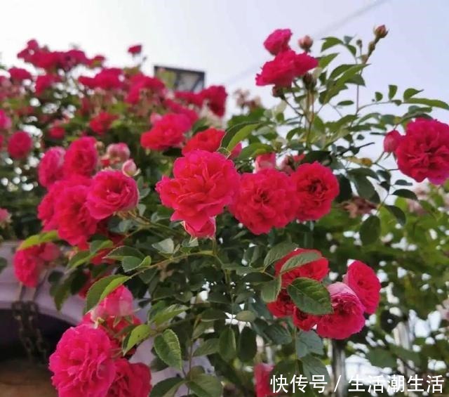 50年的桂花树,卖了5万块钱,大家觉得值吗!