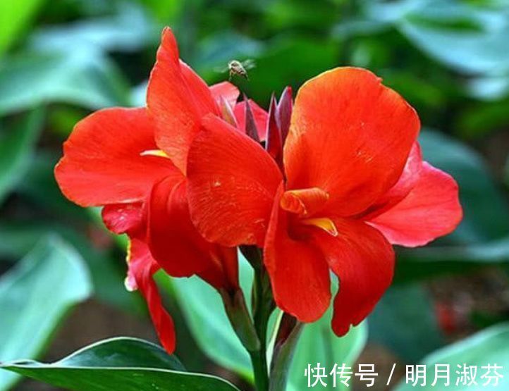 枝繁叶茂|养花就养这款,花开艳丽如火似血,枝繁叶茂,傲骨映寒,美