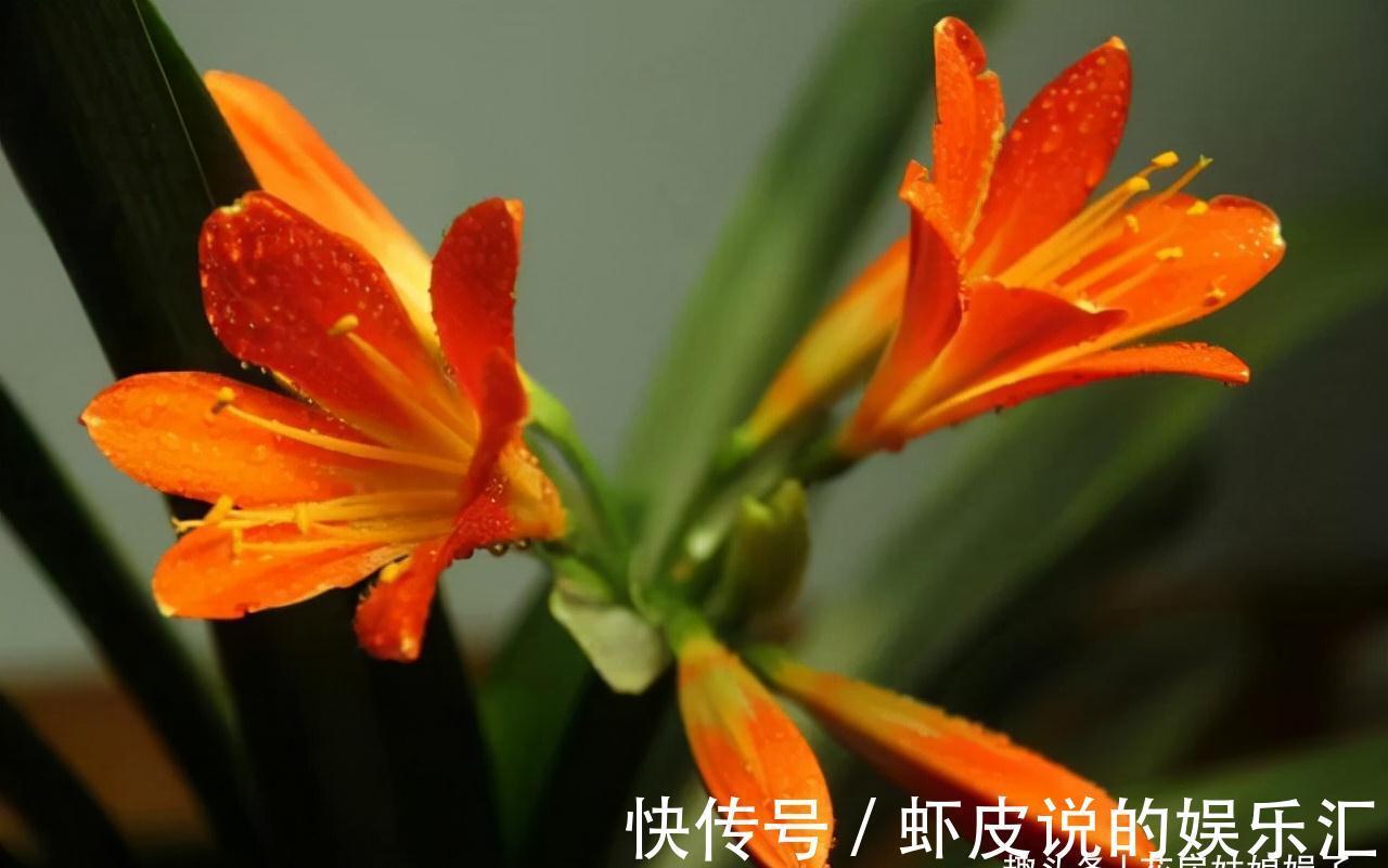 14种冬天开花的花卉，好养不娇气，为冬天添一抹色彩