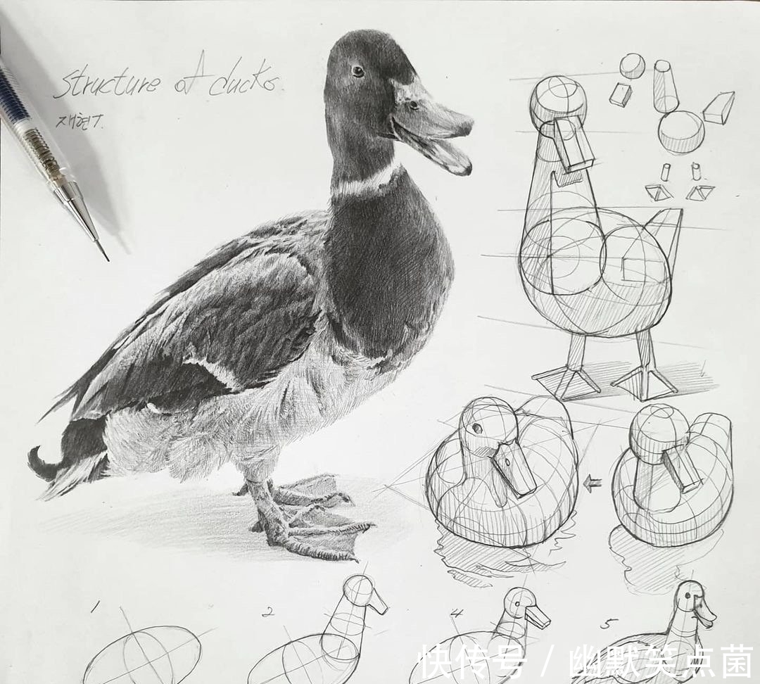 透视#动物素描很难画出体积感?其实是你的造型不对,老师都这样画的