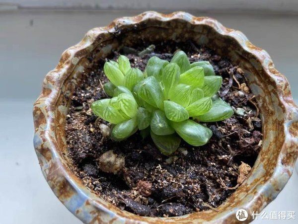 衣物|打造理想家——让我的小屋充满温馨感的十件好物分享