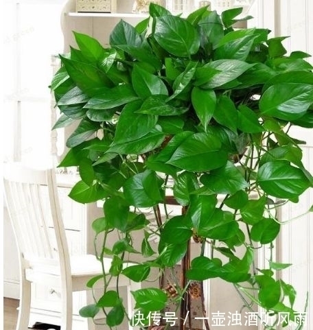 绿萝|4种花给点水就呼呼长,不仅名字好听,花也超美,漂亮好养!