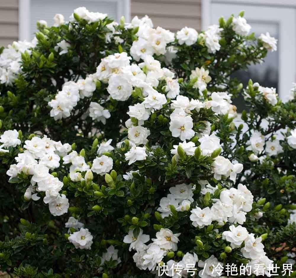 4种“抗冻花”,娇艳不娇贵,寒冬腊月冻不死,冰天雪地开红花