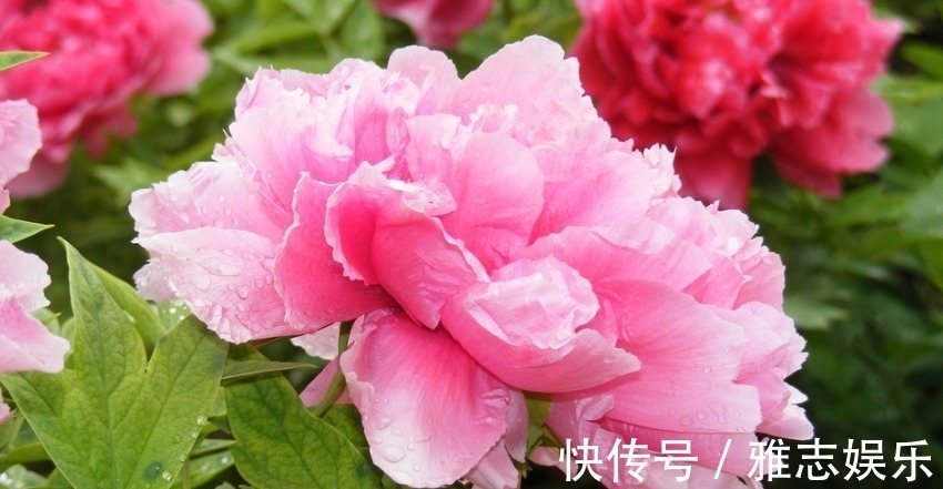 生肖|最“抠门”的四大生肖女,不舍得给自己花钱,对老公和孩子很慷慨