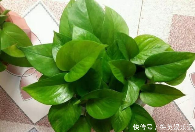 绿萝越养越差,就差成光杆了学会这3招,起死回生再爆盆!