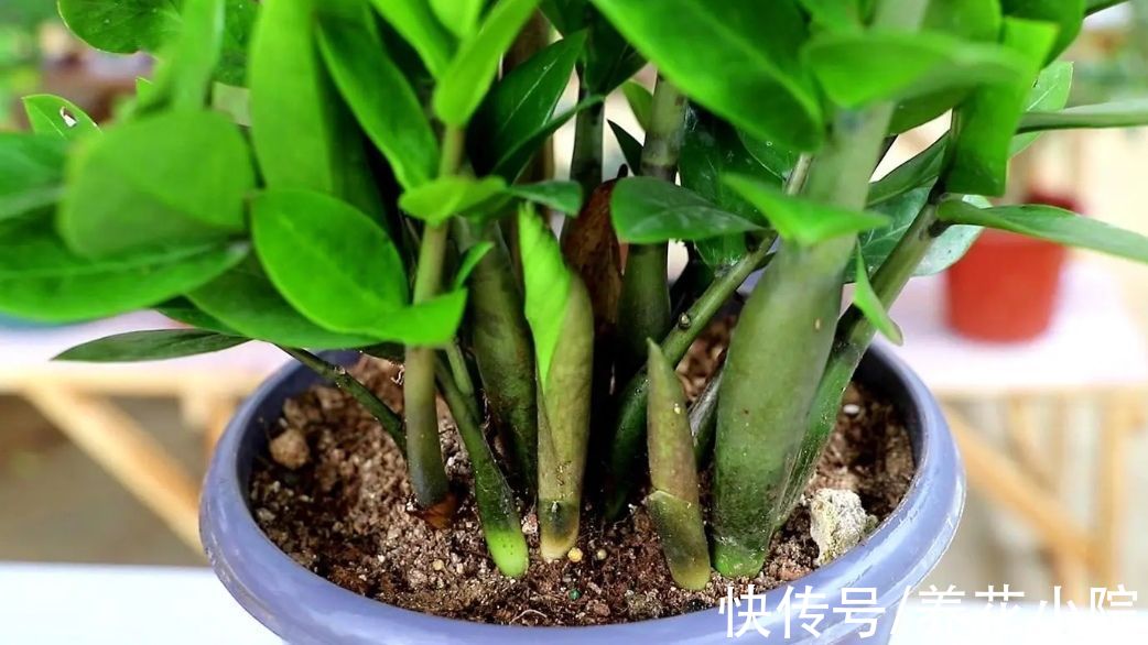 植物|适合养在室内的6种植物，枝叶翠绿，美观又大方