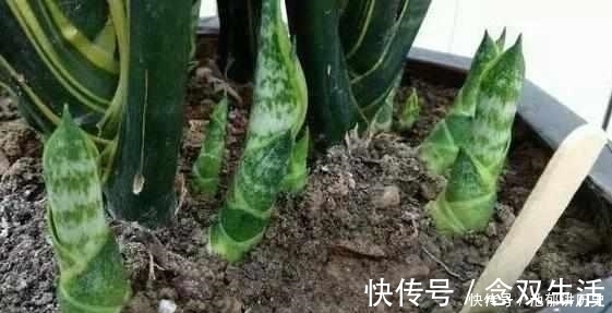 养花|什么阿司匹林、维生素都不如“1块它”,掰碎扔盆里,壮根挤破盆