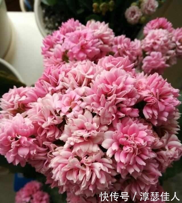 枝条|学几招长寿花的修剪方法,一年开花2次!