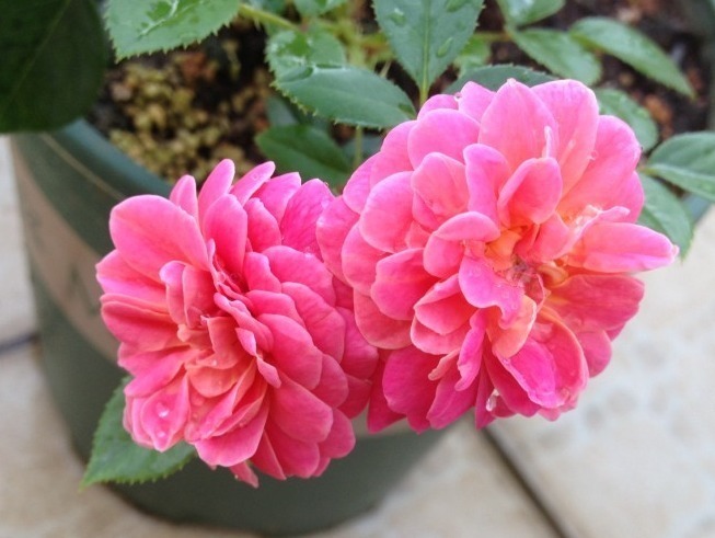 养花|“珍品玫瑰”清澄,花团锦簇,四季常开,可以说养花必备