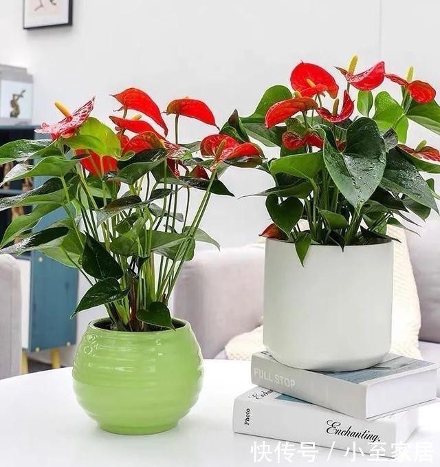 观赏价值|适合冬天养的12种花,家里养几盆,生机盎然,美如仙境!