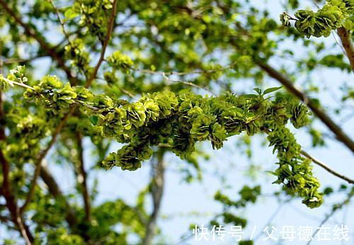 香椿|农村最“热门”的6种野菜，营养丰富味道鲜美，还能治白头发！