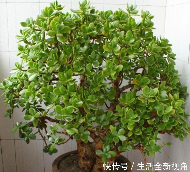 玉树小株养成老桩盆景,只需要做好4个步骤,长得粗壮、株型美观!