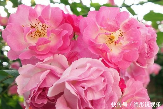 疯长|4种颜值超高的花,沾点水就疯长,开花勤还爱爆盆