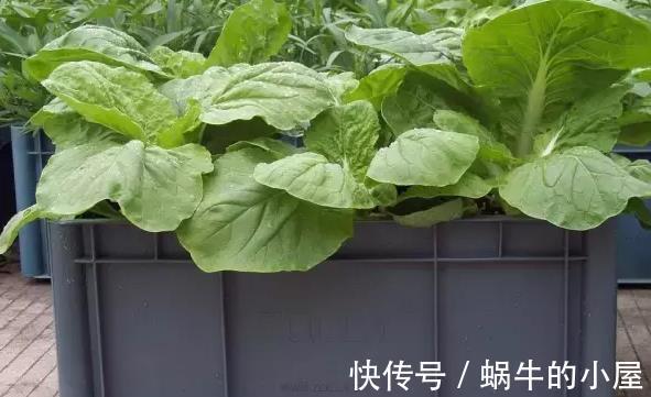蔬菜|阳台种菜的技巧，看我家阳台的菜，都不用去菜市场了
