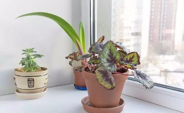 花盆|家庭养花的知识与技巧，你掌握了吗？