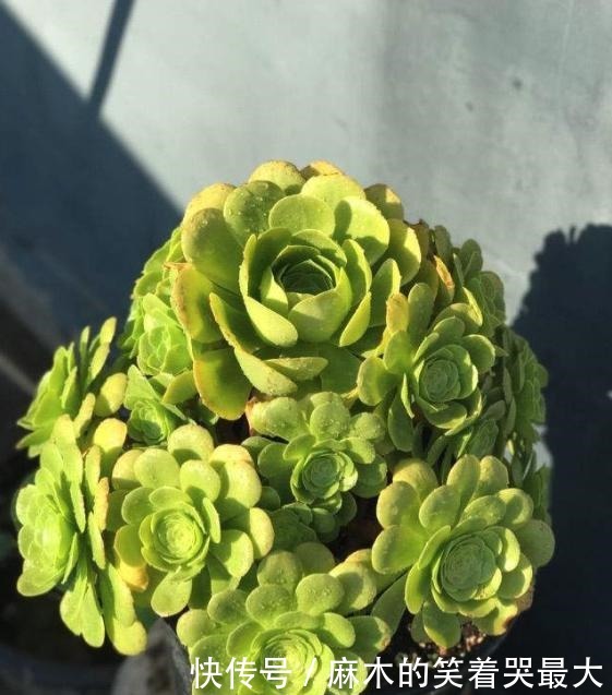 乙女|四种“零差评”多肉推荐，颜值不比桃蛋低，还容易成老桩！