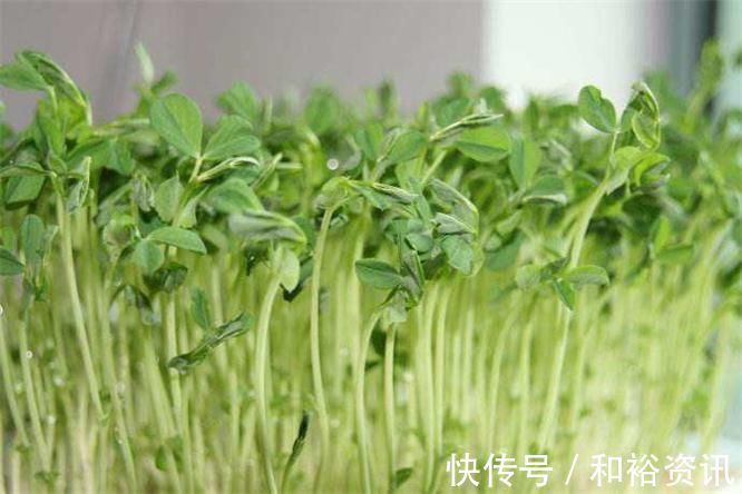 营养|每天可以坚持吃3种食物,补充营养、排毒养颜,身体棒棒哒