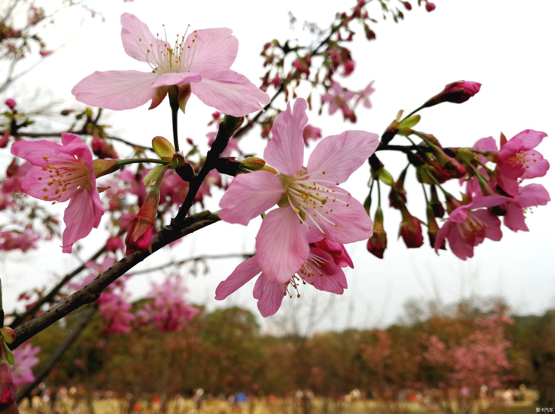 中年|大年初一的成都植物园