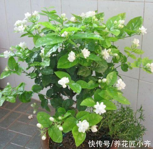 步骤|茉莉花的2种扦插方法，按步骤操作，秋季生根非常快