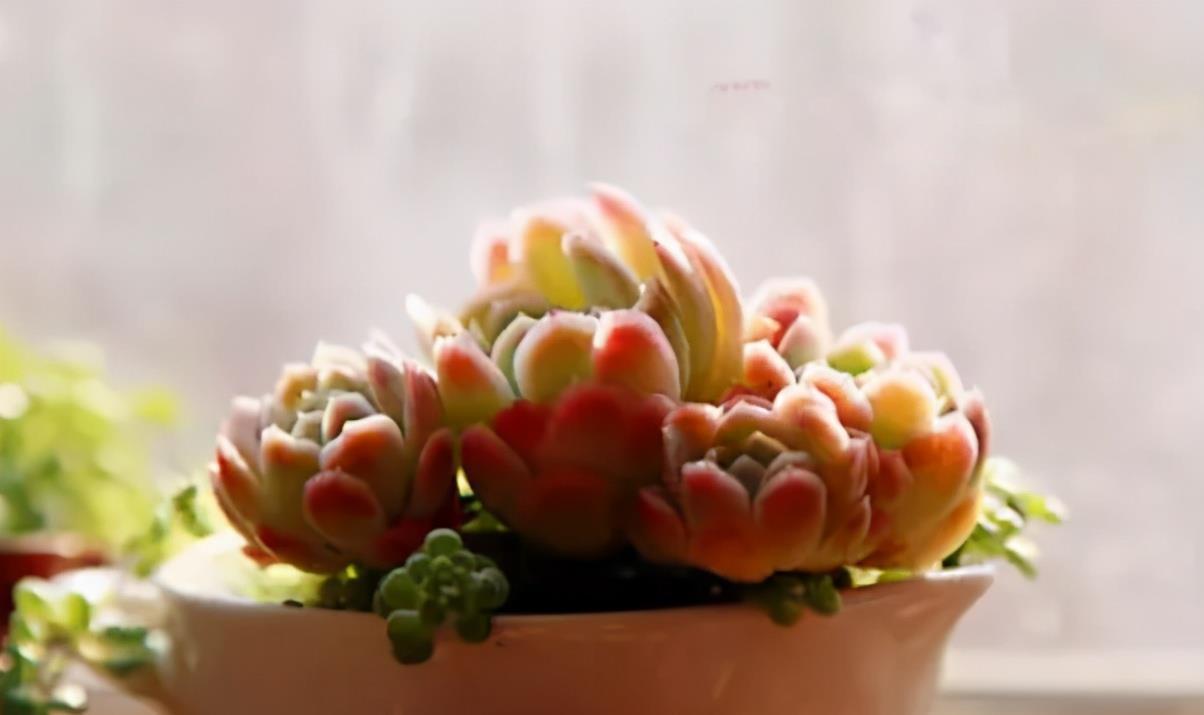 多肉植物|养多肉每次浇水花盆都漏土,教你4个防漏土的方法,简单又好用