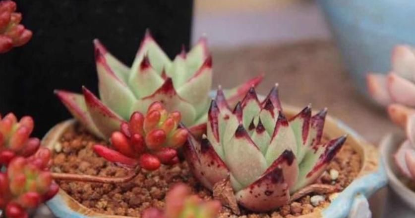 新入手多肉,上盆做好这4点,植株茎叶养得胖嘟嘟