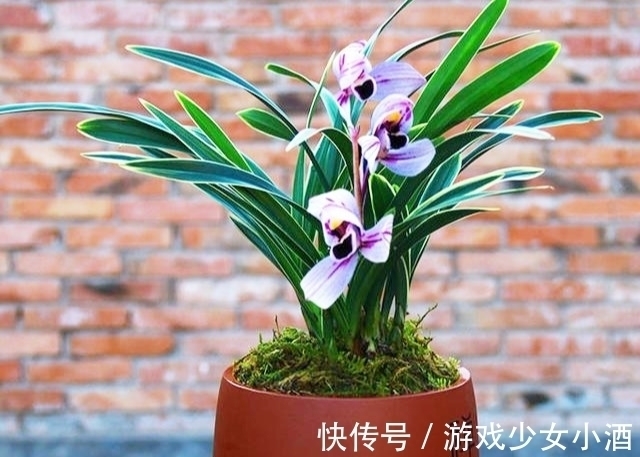 花色独一无二的“紫月荷”，梦幻奇特，花香四溢，新手花迷也能养