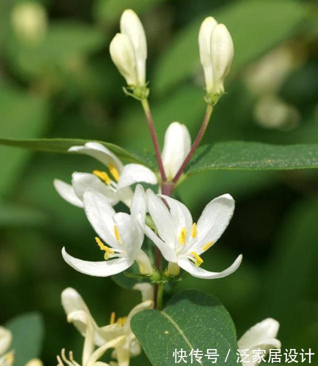 4种花,好看还利于身心健康,特别适合老人,家中没有,抓紧入手