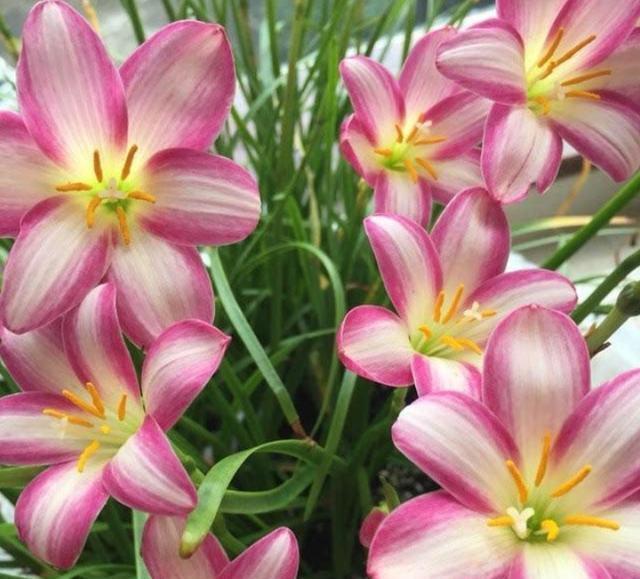 6种“懒人花”可真皮实,一个月不浇水,太阳越晒,开花越泼辣