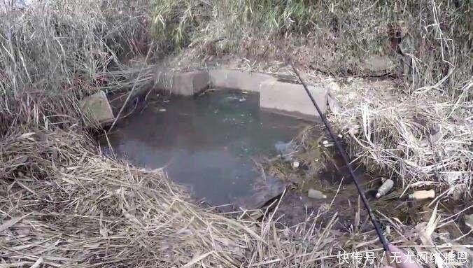 为何随便挖个水坑,时间久了就会有鱼?其实原理一说就明白