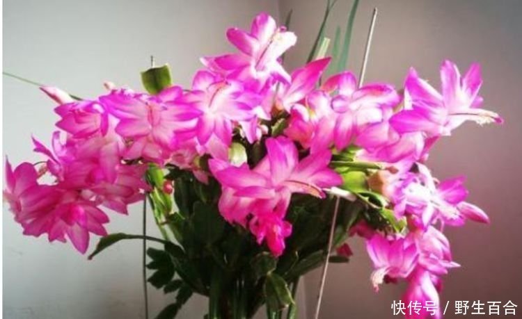 养花就养这种花,家里养一盆,1个月不浇水,照样养得旺