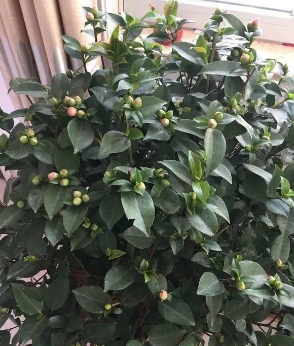 3种花，在北方很多人都“养不活”，可以说养1盆死1盆