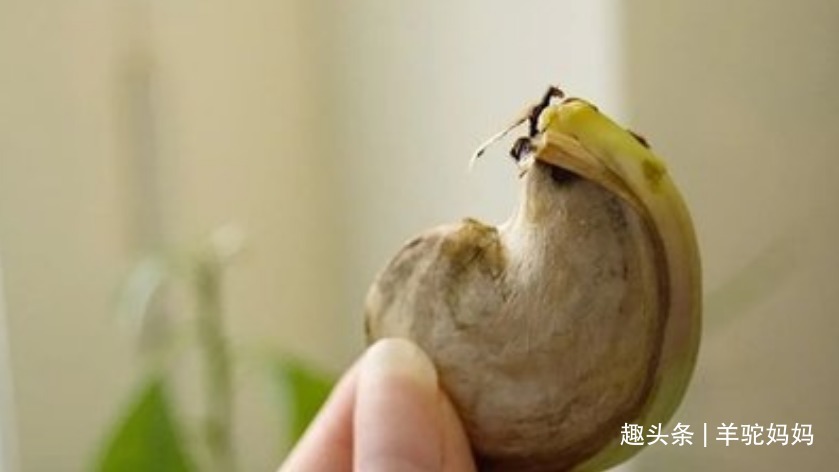 打蜡|越来越多孩子患“白血病”,这3种水果被瞄准,娃再馋也别给吃