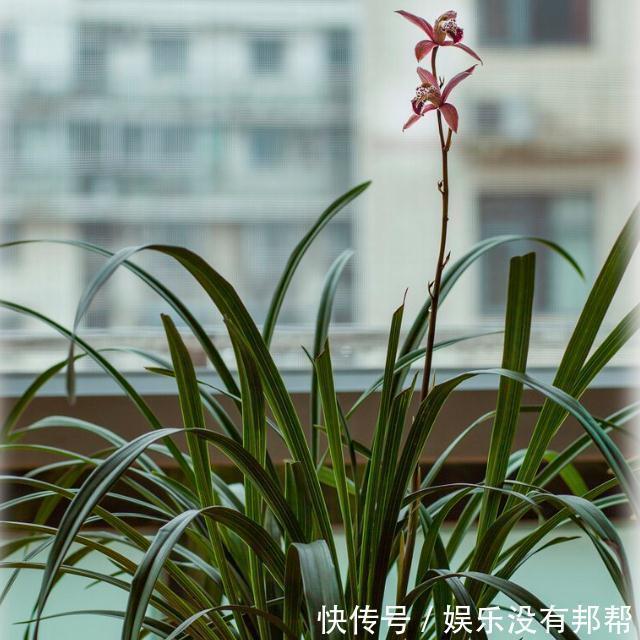 命门|养好兰花和君子兰的四个命门,你做对了吗?看后定有收获