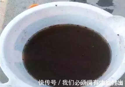 蚯蚓|什么废油、黄豆水都不如这种水，浇啥旺啥，是真正的“万能水”！