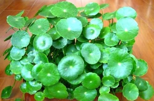  植物|野外4种植物，种在花盆里，养成漂亮小盆栽！?