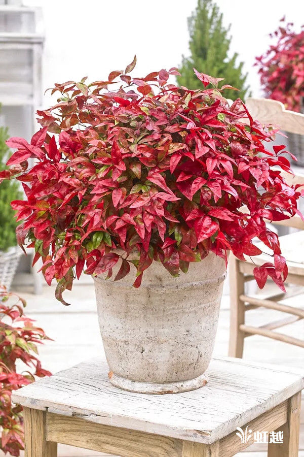 颠覆你想象的造园植物南天竹 红红火火只是千面之一 快资讯