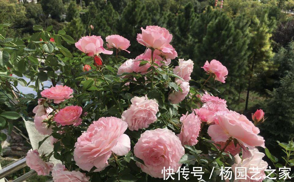 金满枝|气温升高,月季花越开越小?知道5个原因,就能开大花了